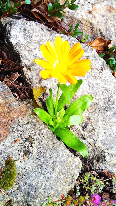 Yellow flower amongst rocks